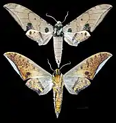 Ambulyx ochracea