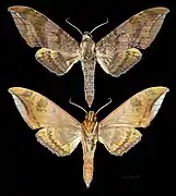Ambulyx semifervens