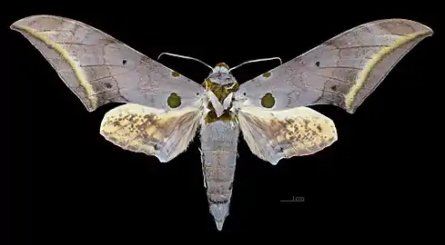 Male dorsal
