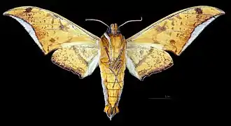 Ambulyx sericeipennis joiceyi male, ventral view