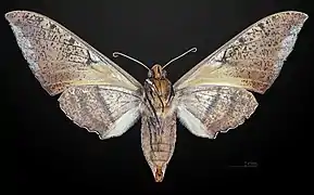 Female underside