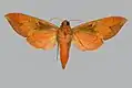 Scarce vine hawkmoth (Ampelophaga khasiana, underside). This species can have a wingspan of more than 10&nbsp;cm.