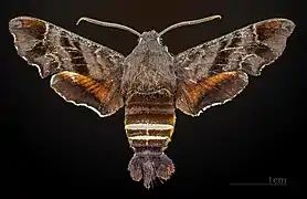 Male