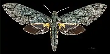 Female, upperside
