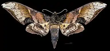 Amplypterus mansoni takamukui  ♀