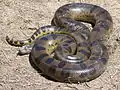 The green anaconda, an aquatic constrictor, is the heaviest snake, weighing up to 97.5&nbsp;kg (215&nbsp;lb) or more.