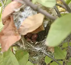 Nest with eggs, Hyderabad, India