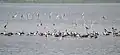 Asian openbill stork