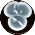Aspergillus udagawae growing on MEAOX plate