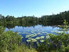 Åstebotjärnen from SW on August 1, 2020.