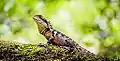 Australian eastern water dragon basking in the sun at Blue Mountains (New South Wales)