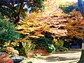Autumn colours of leaves at Koishikawa-Kōrakuen