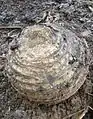 A corm, about 25&nbsp;cm (10&nbsp;in) across