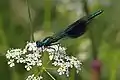 green male