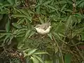 Immature barred warbler on migration, England