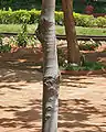 Trunk in  Hyderabad, India.