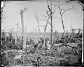 Resaca battlefield, leafless trees