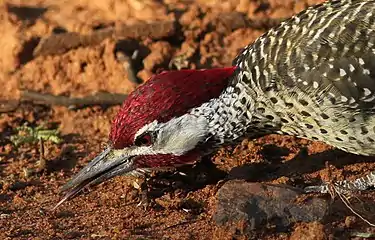Terrestrial foraging in C. bennettii (male)