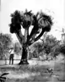 A 21-foot-high (6.4 m) specimen, c. 1920