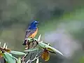 Male at Mailee Thaatch (10,500 ft.) in Kullu-Manali District. of Himachal Pradesh, India