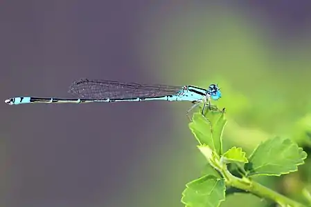 Male