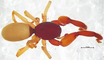 Boagrius sp. (Palpimanidae), showing the enlarged front legs (bar = 1&nbsp;mm)