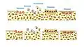 Illustration showing bone remodelling cycle