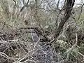 Bonita Creek Close To Junction With San Diego Creek