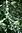 Evernia mesomorpha, Boreal oakmoss, The Ridges