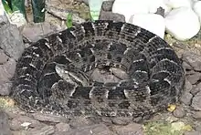 Bothrops neuwiedi (Neuwied's lancehead)