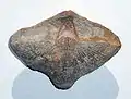 The Carboniferous brachiopod Neospirifer condor from Bolivia. The specimen is 7 cm across.