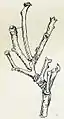 Figure of larva as twig mimic