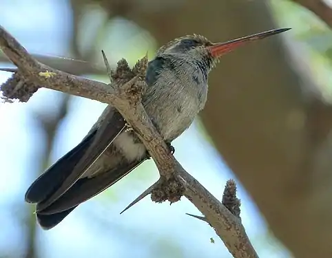 Adult female C. latirostris