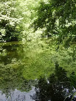 Image 6Credit: O1iveBrockhill Country Park is dominated by a large grassy valley, bisected by the Brockhill Stream as it makes its way to the Royal Military Canal at Hythe.
More about Brockhill Country Park...
(from Portal:Kent/Selected pictures)