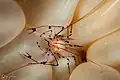 Bubble coral shrimp at Wakatobi National Park Sulawesi, 2018