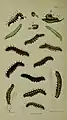 Young larva at the "bird dirt" stage and final instar larva (figs.1,1a,1b)