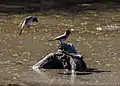 Group of African red-eyed bulbuls in Khama Rhino Sanctuary, Botswana