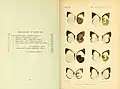 Book page showing watercolour plate of butterfly specimens