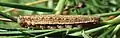 Fifth instar, pale morph