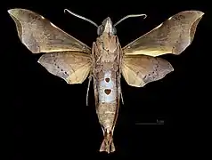 Male ventral