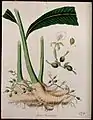 Cardamom plant (Elettaria cardamomum)