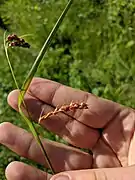 Mature spikelet