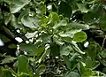 Leaves in Narsapur, Medak district, India.