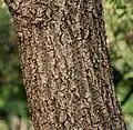 trunk