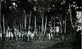 Isle of Tundzha trees stripped of bark which the prisoners ate