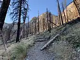 Burned trees from the Carpenter 1 fire on the South Loop Trail to Charleston Peak outside of the Cathedral Rock Picnic Area, in the Spring Mountains National Recreation Area.