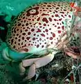 Carpilius convexus (Male), Posterior view, Ludwig Wreck, Persian Gulf, 2012.