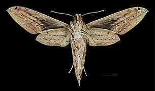 Female Cechenena lineosa underside