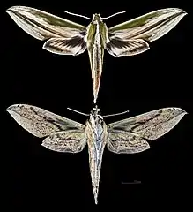Cechenena scotti