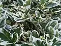Cultivar 'Emerald Gaiety'